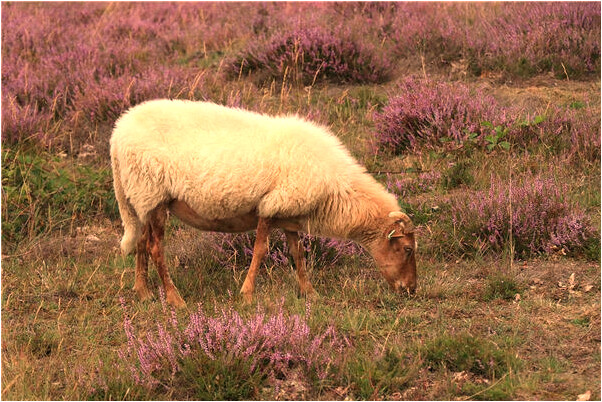 夢見爸爸吃貓頭有什麼預示嗎_周公解夢官網