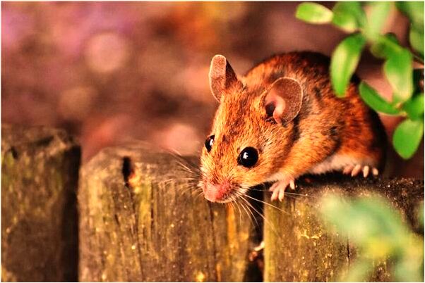 夢到了四個我家的仇人代表著什麼_周公解夢官網