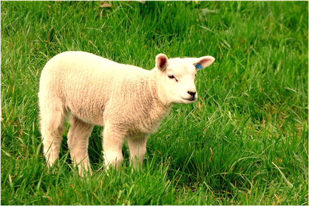 夢到出差沒上去車預兆了什麼嗎_周公解夢官網