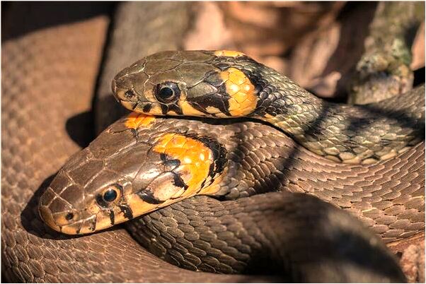 夢到水噴到我身上意味著什麼_周公解夢官網