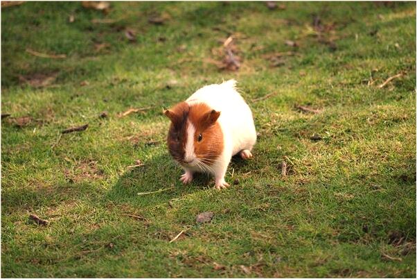 夢見車撞牛什麼預兆_周公解夢官網