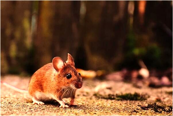 夢到救招財貓代表什麼_周公解夢官網