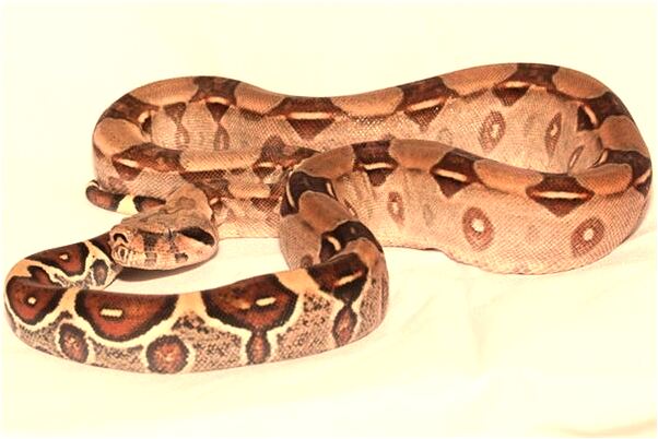 夢到了烏龜甲魚有何寓意_周公解夢官網