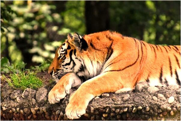 夢見煮小米粥預兆了什麼嗎_周公解夢官網