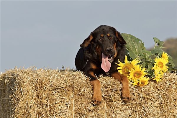 夢見藏獒_周公解夢