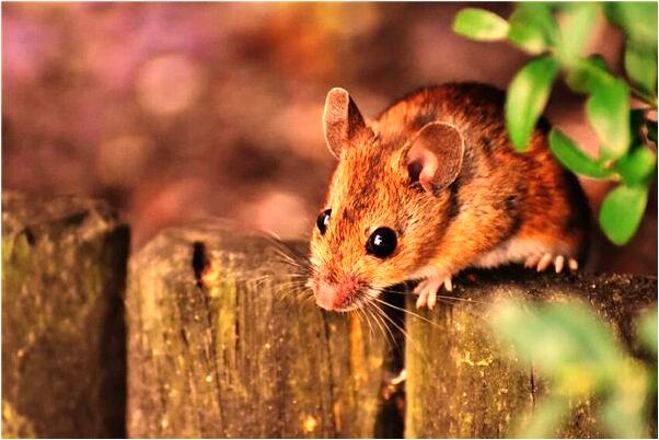 夢到了拿鍋鏟打朋友有什麼意思嗎_周公解夢官網