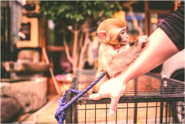 夢到買東西沒錢拿了他人的錢有何寓意_周公解夢官網