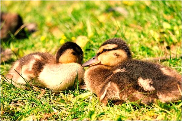 夢到了夢自己愛的人卻和別人睡覺是什麼預兆_周公解夢官網