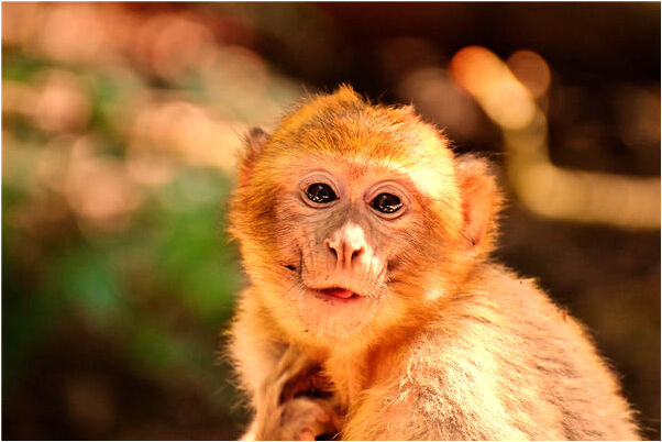 夢到褲兜被割爛預示著什麼_周公解夢官網