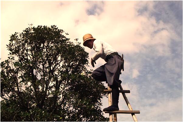 夢到兩條小紅魚有什麼寓意嗎？_周公解夢官網