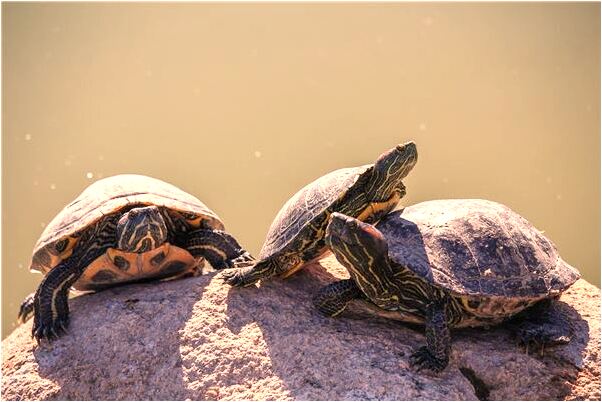 夢到吃飯吃得太飽意味著什麼_周公解夢官網