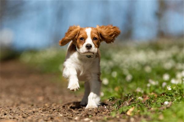 1994年出生的人運勢_十二生肖