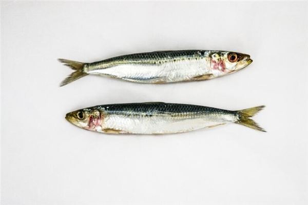 夢見兩條魚是什麼意思_周公解夢