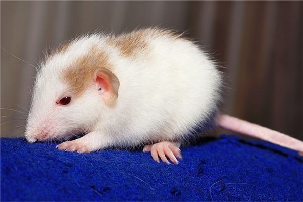 1972年的人晚年如何_十二生肖