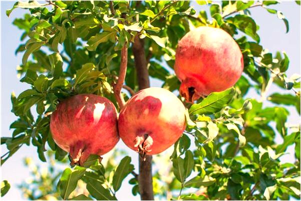 夢到蛇群與蜘蛛群一起預示什麼_周公解夢官網