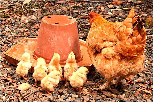 夢到了老公為前女友開追悼會是怎么回事_周公解夢官網