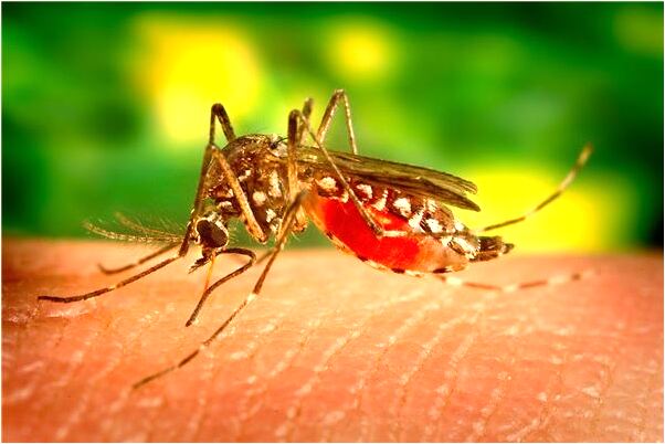 夢到懷孕涼薯什麼預兆_周公解夢官網