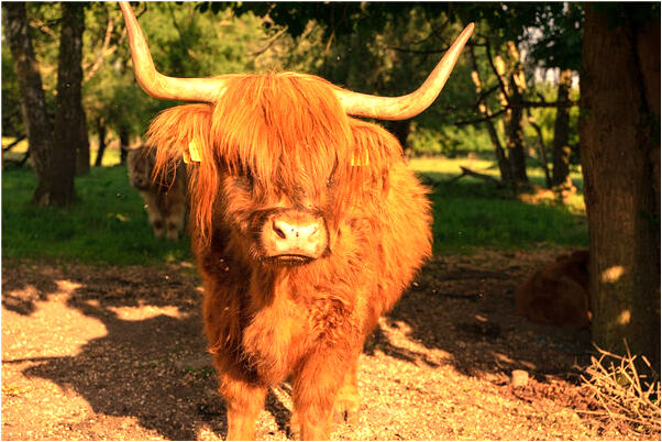 夢到黃色的鮮花啥意思_周公解夢官網