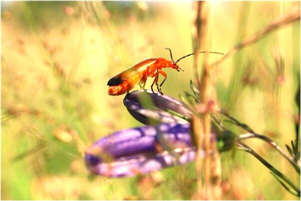 夢見原來的老闆欠自己的錢是咋回事_周公解夢官網