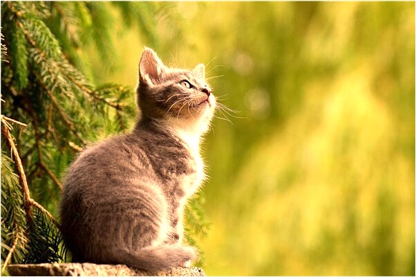 夢見帶著男孩逃難有什麼寓意嗎_周公解夢官網