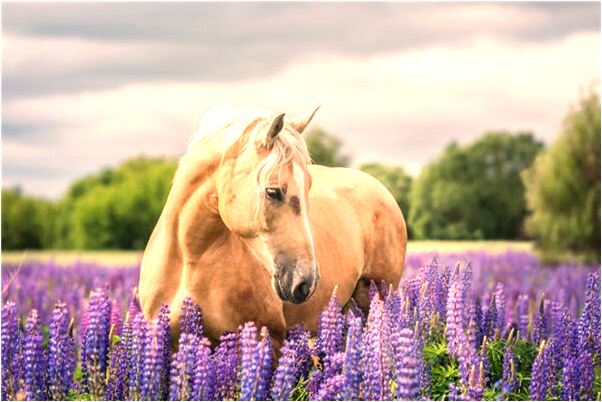 夢見孵恐龍蛋什麼預兆_周公解夢官網