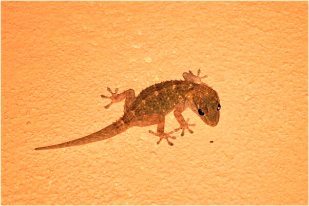 夢見車裡蒸飯是凶兆還是吉兆_周公解夢官網