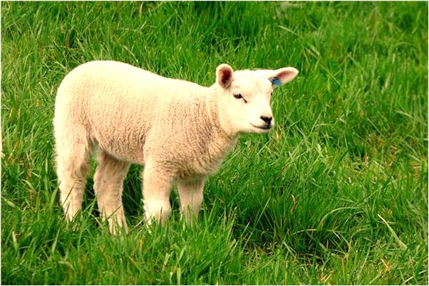 夢見雙胞胎男意味著什麼_周公解夢官網