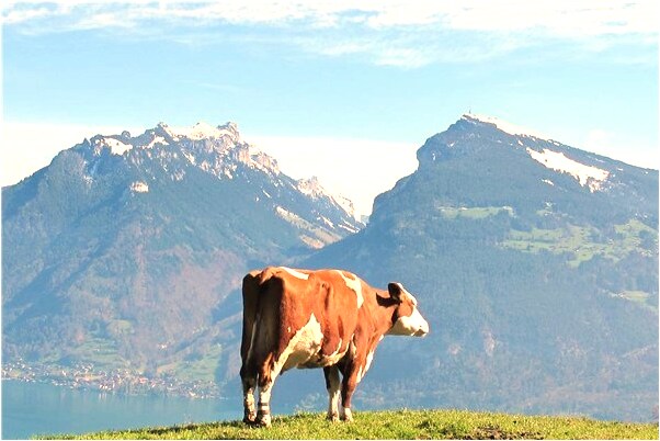 夢見油炸人怎么回事_周公解夢官網