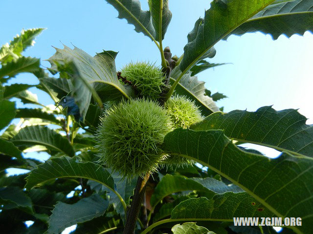 夢見被老鼠咬了_周公解夢夢到被老鼠咬了是什麼意思_做夢夢見被老鼠咬了好不好_周公解夢官網