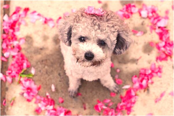 夢到下樓趕車有何寓意_周公解夢官網