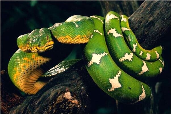 夢見滿地蛆代表著什麼_周公解夢官網