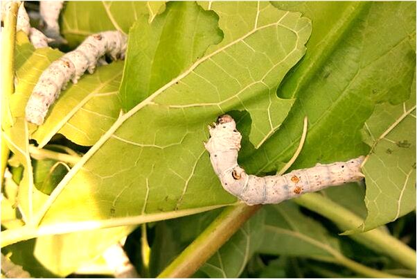 夢到了妻子被種豬上了有什麼寓意嗎？_周公解夢官網