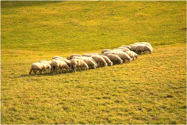 夢到懷孕生了兒子有什麼預示嗎_周公解夢官網