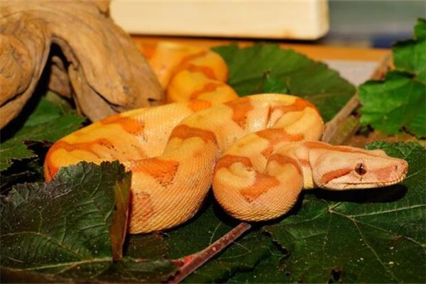 夢見黃金蟒蛇_周公解夢