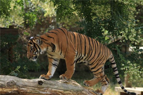 夢見養老虎_周公解夢