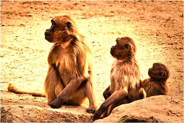 夢到滿頭新發啥意思_周公解夢官網