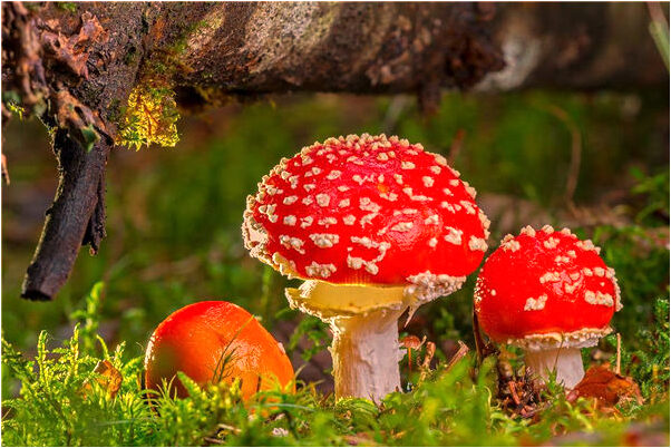 夢見被兔子咬了腳是什麼徵兆_周公解夢官網