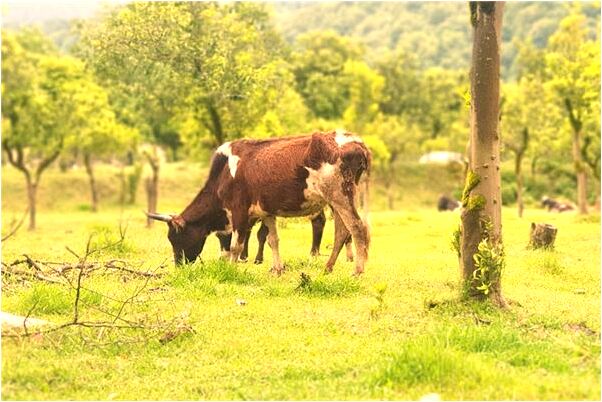 夢見一對男女打架是好事還是壞事_周公解夢官網