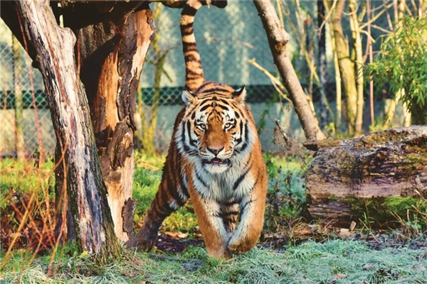 1962年事業旺的年份_十二生肖