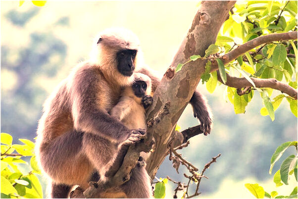 夢到過世的公公找二奶是什麼意思？_周公解夢官網