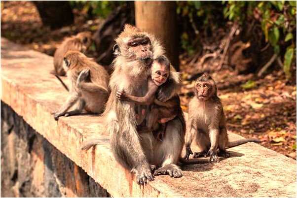 夢見巨猿拉著我表演伴隨危險什麼寓意_周公解夢官網