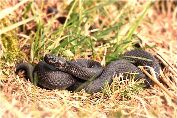 夢到用筷子是什麼啟示_周公解夢官網