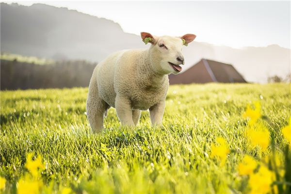 2015年4月出生屬羊的運氣好壞_十二生肖
