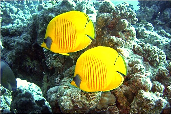 夢見老家房子進大水是啥預兆_周公解夢官網