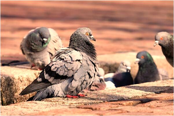 夢到白石頭變白馬是什麼徵兆_周公解夢官網