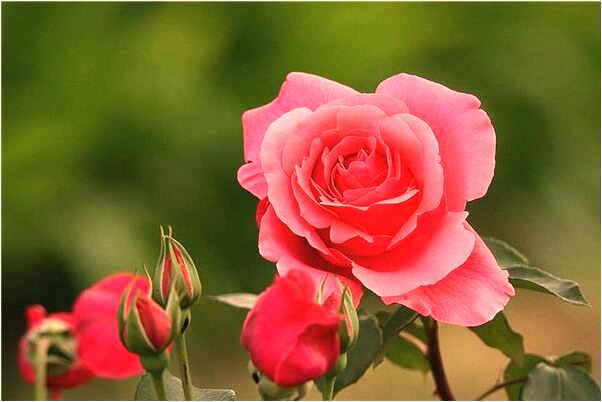 夢到抓兩頭蛇會怎么樣_周公解夢官網