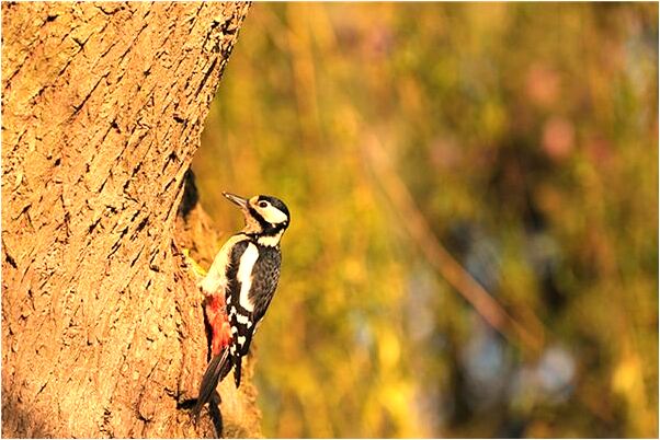 夢見別人被江水淹沒會是什麼預兆_周公解夢官網