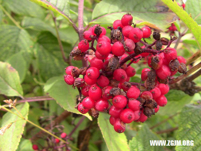 夢見腎被別人割掉_周公解夢夢到腎被別人割掉是什麼意思_做夢夢見腎被別人割掉好不好_周公解夢官網