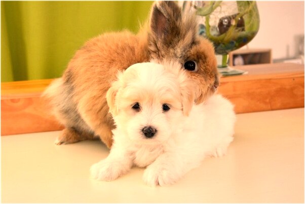 夢到武裝進攻預示什麼_周公解夢官網