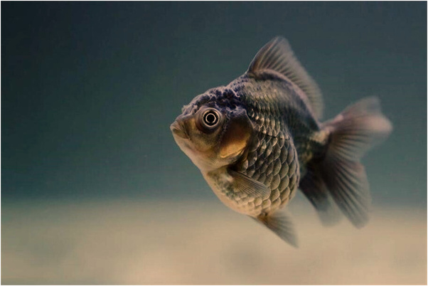 夢到了別人從背後送我手機什麼寓意_周公解夢官網